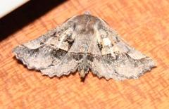 Drepanogynis sinuata