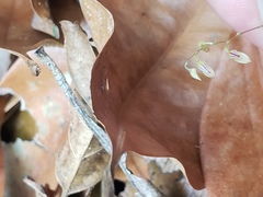 Specklinia