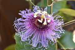 Passiflora serratifolia
