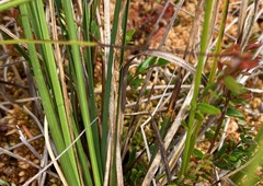 Carex echinata phyllomanica