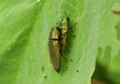 Agaeocera scintillans