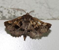 Drepanogynis sinuata