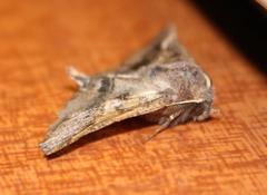 Drepanogynis sinuata