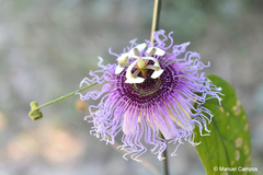 Passiflora serratifolia