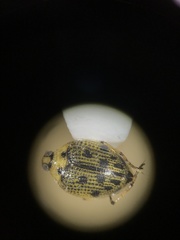 Peltodytes edentulus