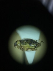 Peltodytes edentulus