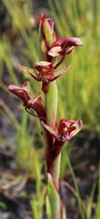 Disa ophrydea