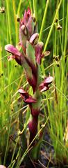 Disa ophrydea
