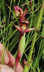Disa ophrydea