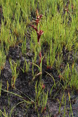 Disa ophrydea