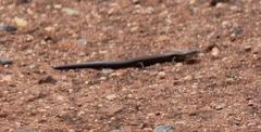 Panaspis wahlbergii