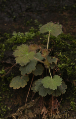 Heuchera missouriensis