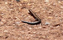 Panaspis wahlbergii