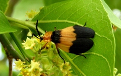 Lycus sallaei