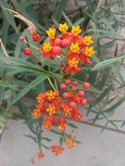 Asclepias curassavica