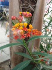 Asclepias curassavica