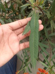 Asclepias curassavica