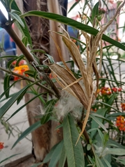 Asclepias curassavica