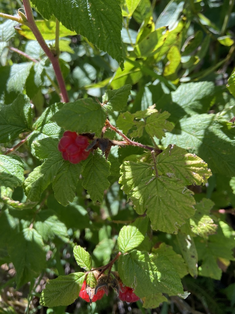 red raspberry from Cibola National Forest, Albuquerque, NM, US on ...