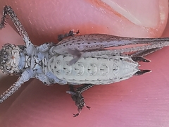 Yersinella beybienkoi