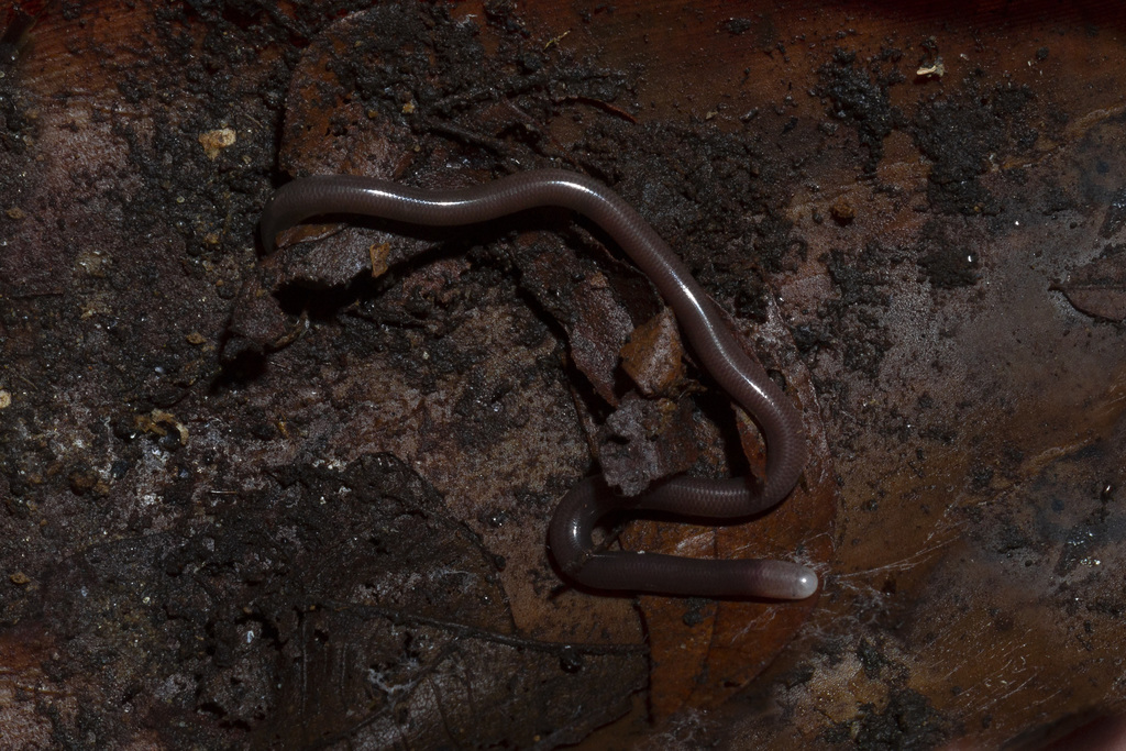 São Sebastião Blind Snake