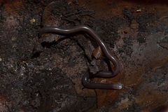 Liotyphlops caissara