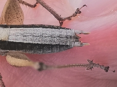 Yersinella beybienkoi