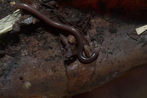 Photo of a São Sebastião Blind Snake (Liotyphlops caissara)