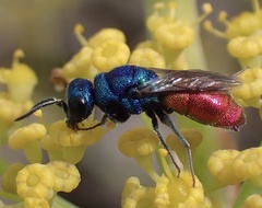Chrysis inaequalis