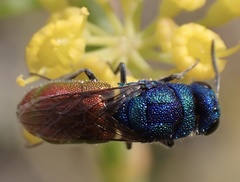 Chrysis inaequalis