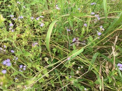 Exoprosopa brevirostris