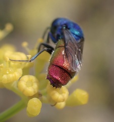 Chrysis inaequalis