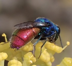Chrysis inaequalis