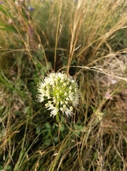 Allium flavescens