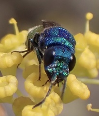 Chrysis inaequalis