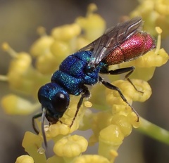 Chrysis inaequalis