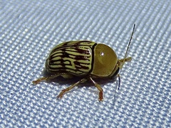 Cryptocephalus fulguratus