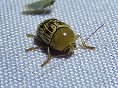 Cryptocephalus fulguratus