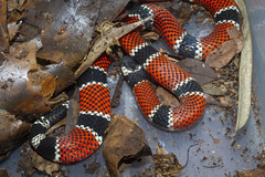 Micrurus corallinus