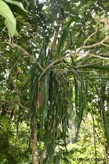 Aechmea tillandsioides