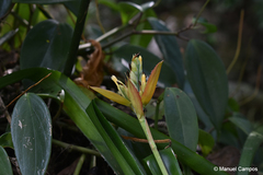 Aechmea tillandsioides
