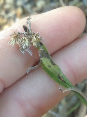 Baccharis plummerae plummerae