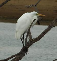Ardea alba melanorhynchos