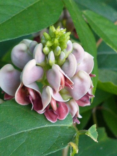 groundnut