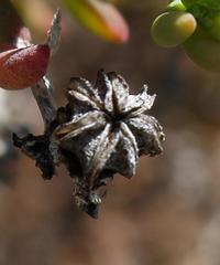 Mesembryanthemum longistylum