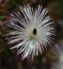 Mesembryanthemum longistylum