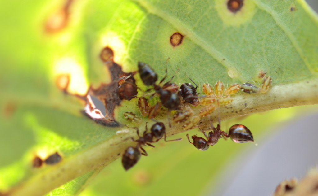 White-cornicled Oak Aphid