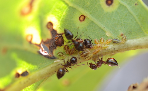 White-cornicled Oak Aphid