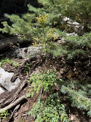 Ligusticum porteri