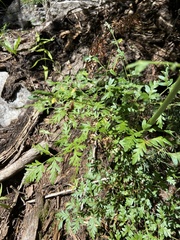 Ligusticum porteri
